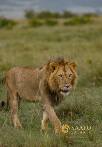 7-Day Kenya Expedition - a Luxury Safari Itinerary