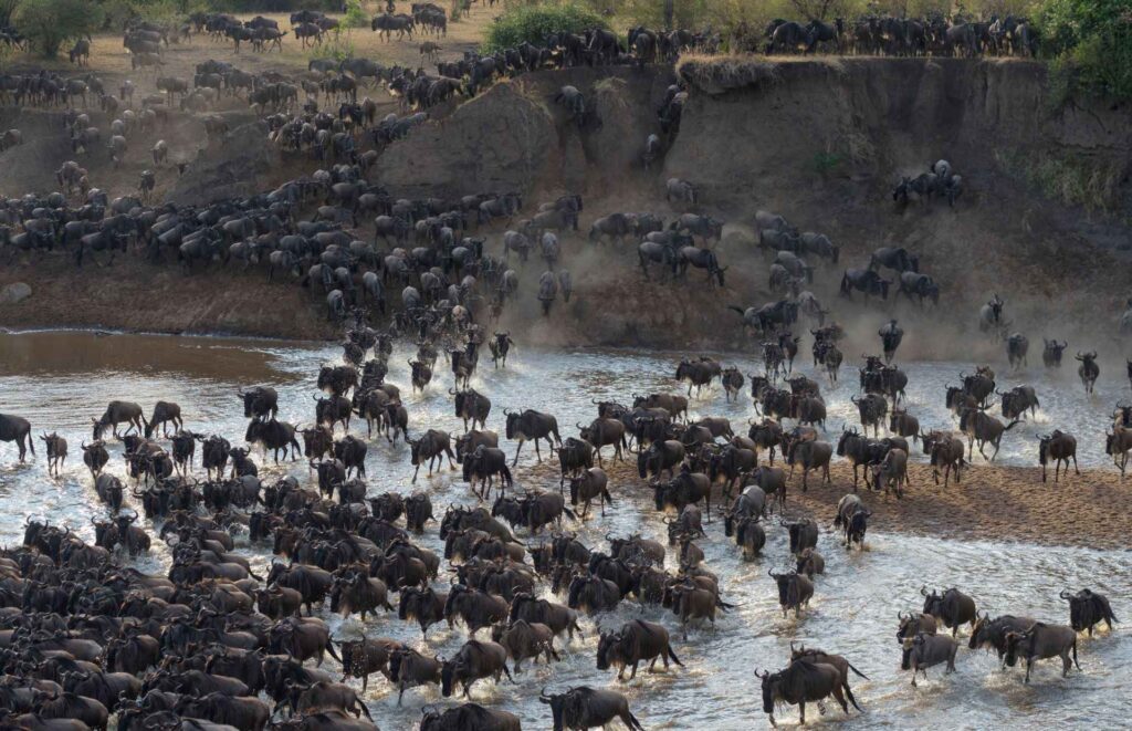 7 Days Best of Tanzania Safari | Tarangire, Serengeti & Ngorongoro