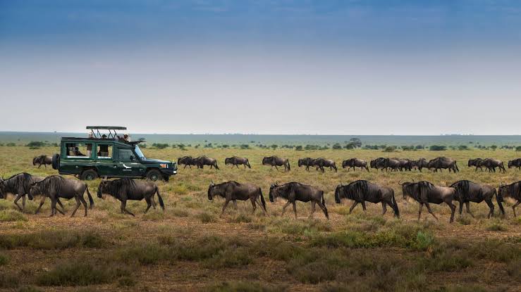 Masai Mara Great Migration River Crossings: When and Where to See Them