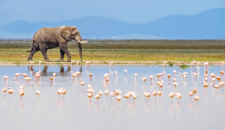 Elephants walking in front of Mount Kilimanjaro in Amboseli National Park