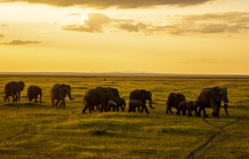 Elephants at sunset in Amboseli National Park