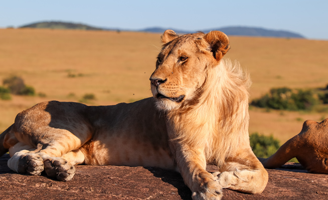 Lions on the plains of the Masai Mara National Reserve