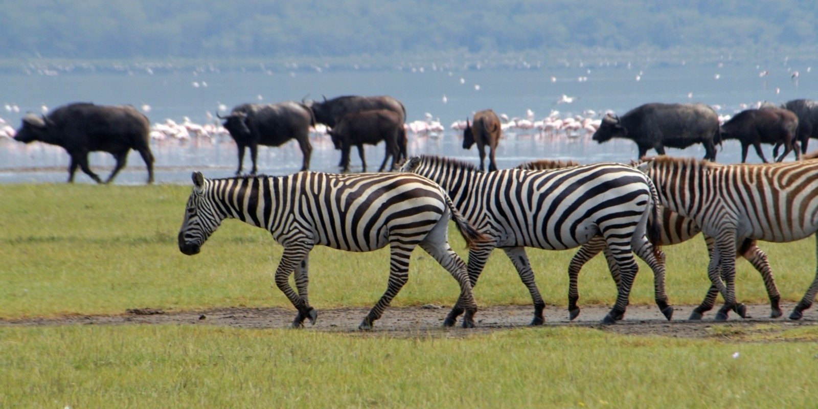 BUffulo in Lake Nakuru National Park on a 5-day Kenya safari