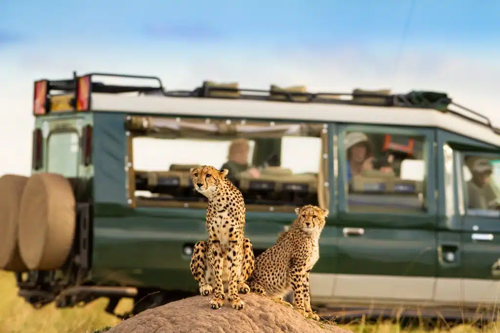 Cheetah on a termite mound in the Masai Mara on a 7-day Kenya safari