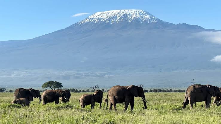 Guests watching elephants at sunset in Amboseli National Park