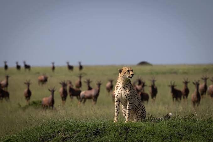 3-DAY MAASAI MARA SAFARI